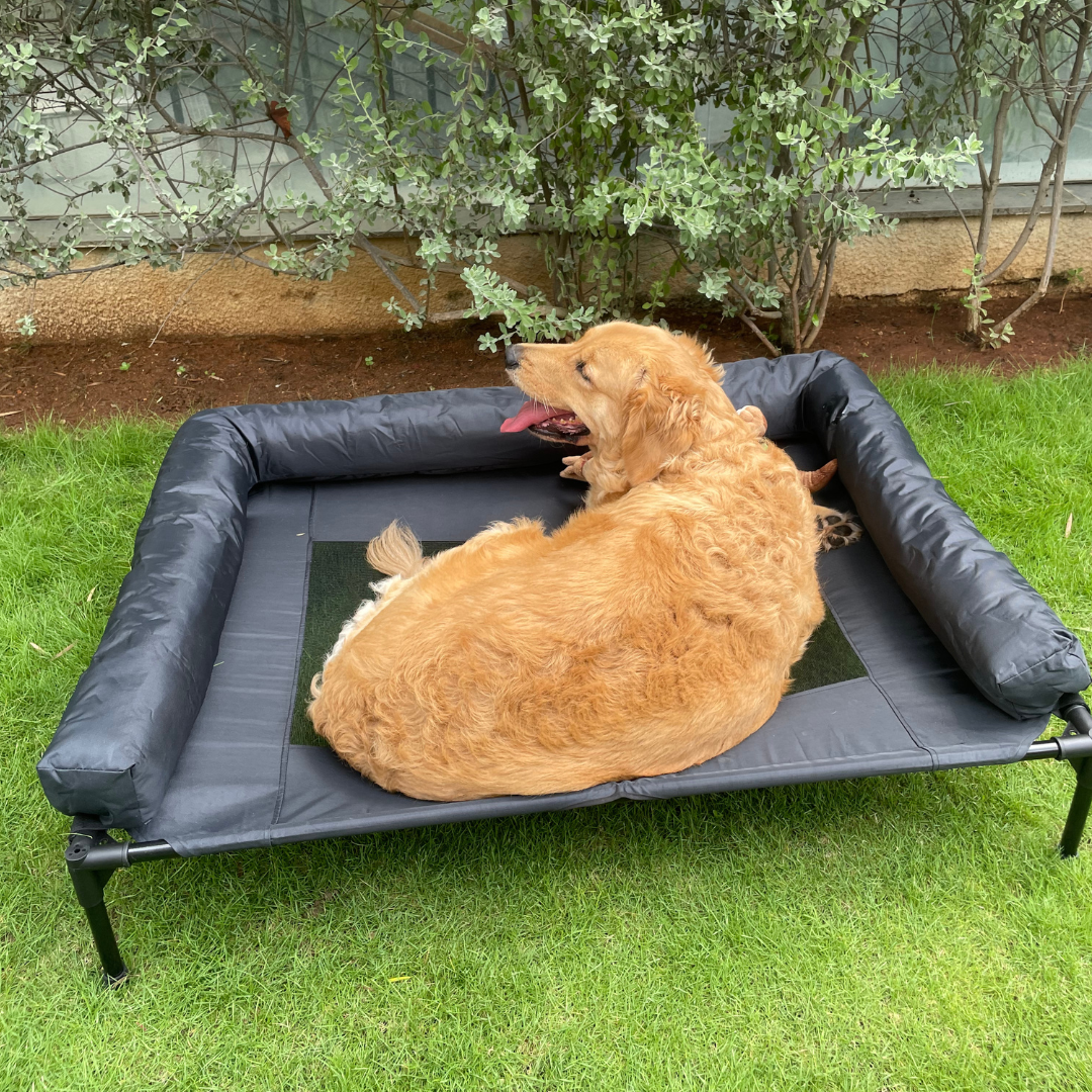 Elevated dog bed deals