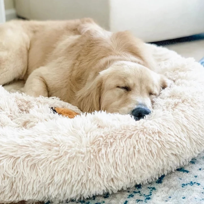 Absolut pet top soothing bed