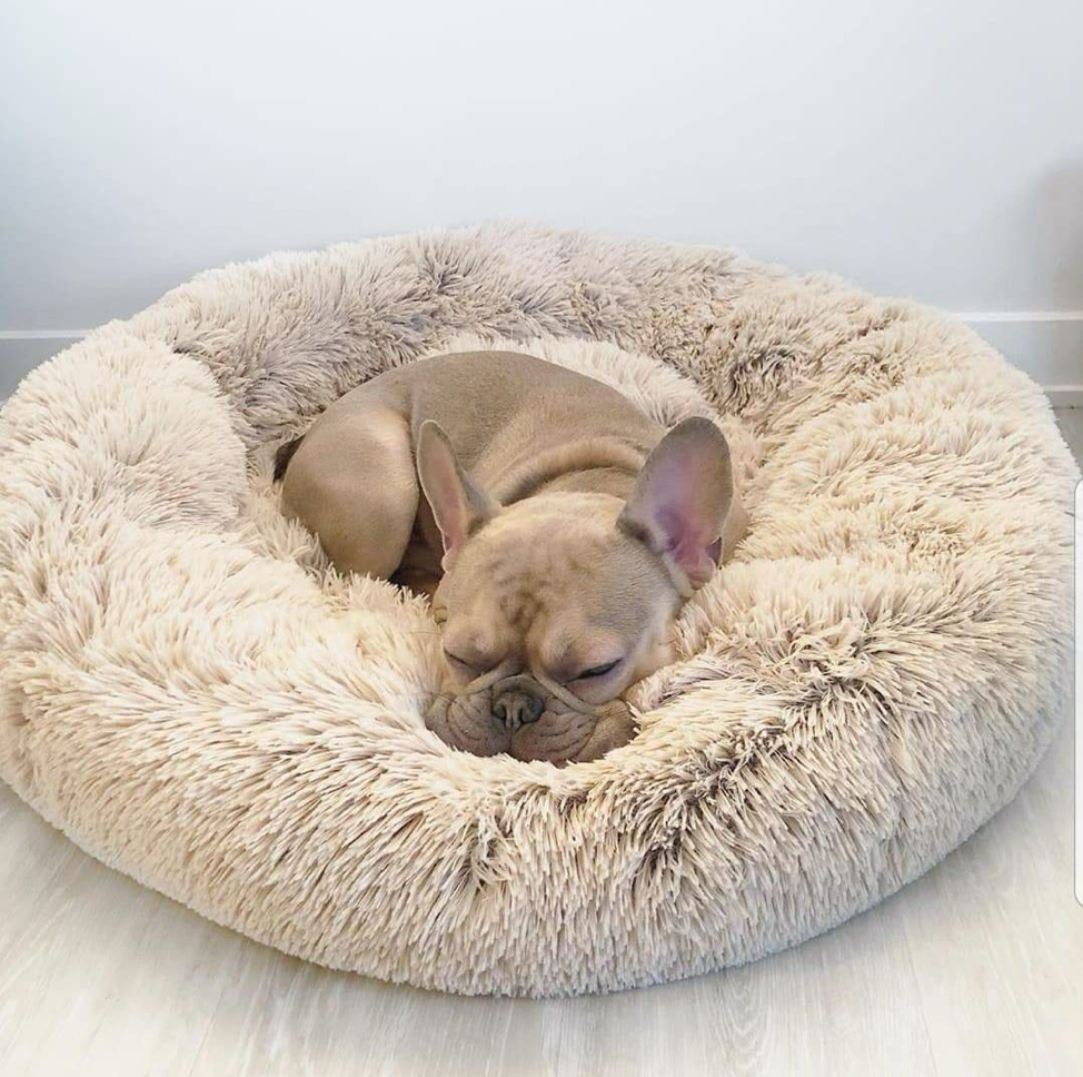 Absolute pet top soothing bed